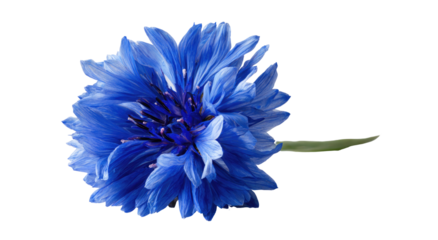 A vivid blue flower with delicate petals and a green stem against a stark black background