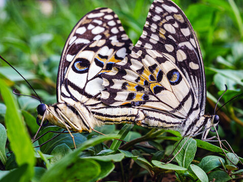 mating season of Butterflies Mating, close-up of butterfly, macro