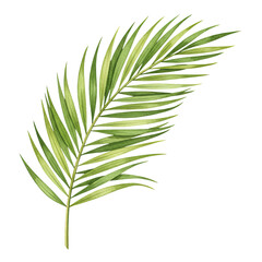 Fototapeta premium Palm leaf christian symbol of palm sunday isolated on transparent background