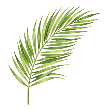 Palm leaf christian symbol of palm sunday isolated on transparent background