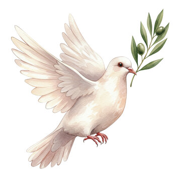 White dove with olive branch isolated on transparent background