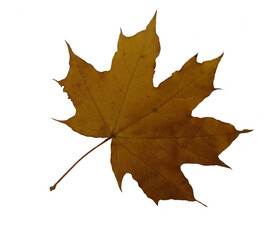 autumn maple leaf