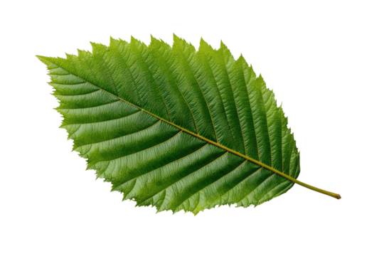 A close-up view of a vibrantly green leaf with textured veins, isolated against a black background - Powered by Adobe