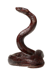Fototapeta premium snake in front of white background