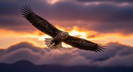Majestic Eagle Soaring Against a Dramatic Sunset Sky, its Wings Spread Wide