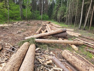 Ecological world problem deforestation. Stumps dry branches from felled pine trees in forest, illegal tree cutting. Destruction trees in wild nature in spring. Forestry industry sawmilling operations