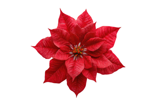 A vibrant, top-down view reveals a striking red flower with a star-like shape against black