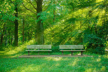 Forest bench sunlight