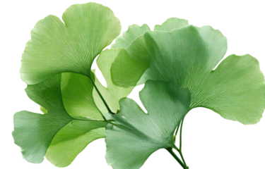 Close-up of several light green fan-shaped leaves against a transparent black background