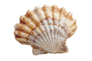 Close-up photo of a scallop shell, displaying intricate patterns of ridges in beige and brown hues