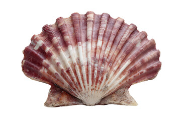 Obraz premium A detailed view of a seashell, showing its intricate patterns, colors, and texture