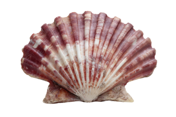 A detailed view of a seashell, showing its intricate patterns, colors, and texture