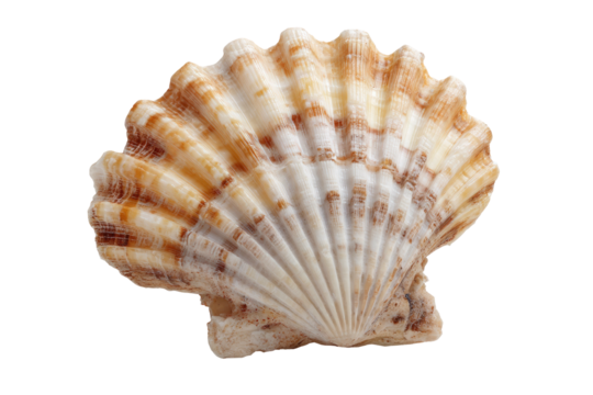 Close-up photo of a scallop shell, displaying intricate patterns of ridges in beige and brown hues