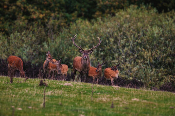 Majestic Red Deer Stag with Herd in Natural Habitat