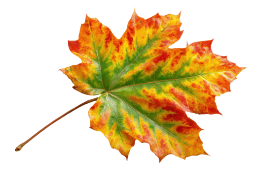 A vibrant, isolated autumn leaf displays intricate vein patterns against a black background
