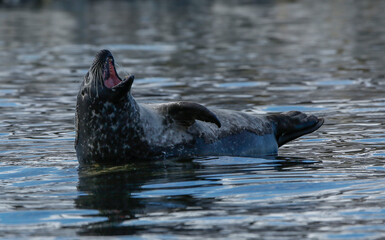 Obraz premium harbor seal in Svalbard