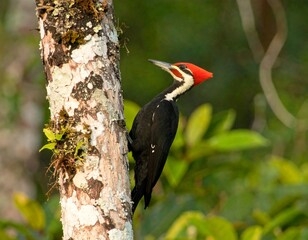 Woodpecker perched on tree trunk