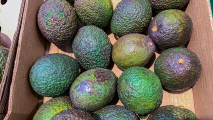 fresh green avocado fruit for sale
