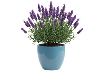 Potted lavender plant isolated, purple flowers and green leaves in blue pot, indoor plant for home decor on transparent background