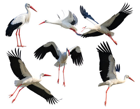 Elegant White Storks in Graceful Poses Isolated Transparent Background.