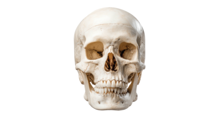 A frontal studio shot of a human skull against a stark black background