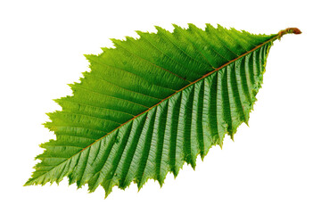 Isolated leaf displaying vibrant green hues and intricate textured patterns against a stark black background