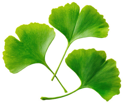 Close-up of three vibrant green, fan-shaped leaves against a black background. Details are sharp - Powered by Adobe