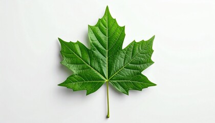 Single green maple leaf with visible veins and serrated edges on plain white background.