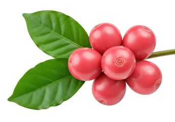 Ripe red coffee cherries with green leaves isolated, fresh arabica coffee beans on branch for healthy beverage and organic agriculture