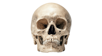 A detailed, close-up photograph of a human skull, isolated on a black background