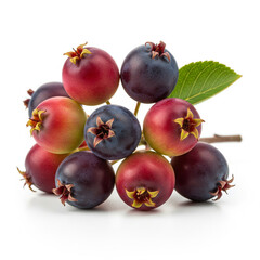 Fresh, ripe serviceberries on a twig, close-up shot against white background