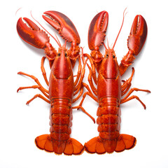 Two Whole Cooked Red Lobsters Isolated on Bright White Background