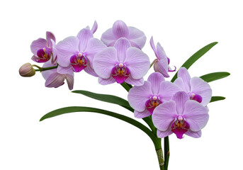 Elegant light purple orchid flowers isolated on transparent PNG, delicate floral design element for wedding invitations and botanical projects