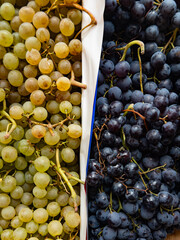 Vertical, close-up shot of Italian organic grapes split between white and dark clusters. Highlights the rich colors of the autumnal harvest and bio produce quality.