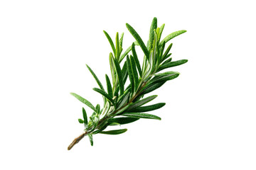 Fototapeta premium Isolated sprig of fresh, vibrant green herb, showcasing needle-like leaves, against a black background