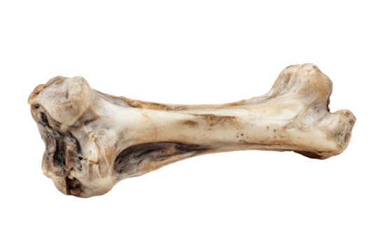 A close-up view of a light-colored bone against a black background, displaying texture and form