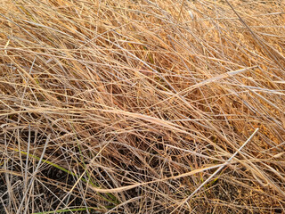 Close up view of dry golden grass stems creating natural abstract background in warm sunlight