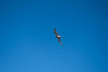 A seagull flies in a clear blue sky. A free sea bird.
