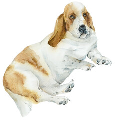 Basset Hound. A lazy, fat dog. Rediculous dog.  Characteristic portrait. Watercolor hand drawn illustration
