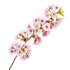 Cherry Blossom Branch Delicate Pink Flowers in Full Bloom