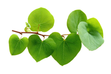 Close-up of heart-shaped green leaves sprouting from a slender brown branch against black