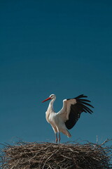Minimalist White Stork with Lifted Wings in Nest