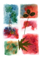 Dried plants are displayed against a background of six multicolored watercolor rectangles: a twig with small yellow flowers, a trefoil, and a carved green leaf reminiscent of a maple.