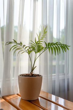 A potted plant by the window. Indoor plant in the interior.
