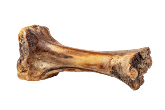 Isolated, close-up shot of a light brown bone fragment against a stark black background