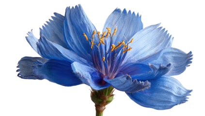 Vivid close-up of a vibrant blue flower with intricate petals and prominent golden stamens