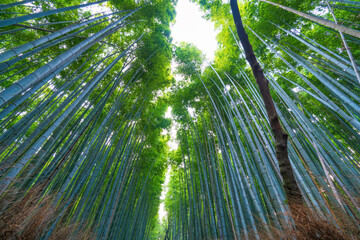 Bamboo forest in Arashiyama near Kyoto.Japan