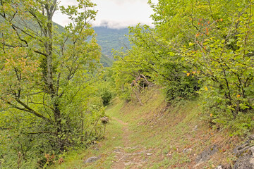  Hiking path through a mountain forest on a cloudy day in La Vanoise national park, Savoie, France 