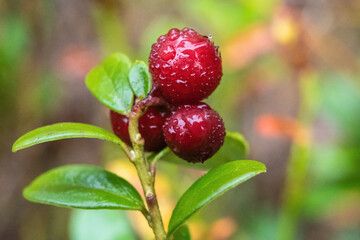 Morning dew turning the forest floor into a world of its own