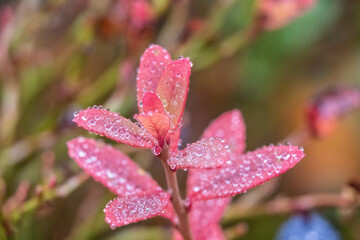 Morning dew turning the forest floor into a world of its own